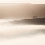 Trees In The Mist Trees In The Mist